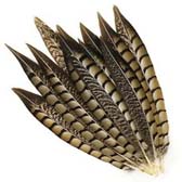 Lady Amherst Phesant Tails